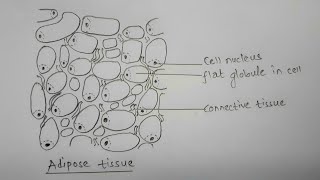 How to draw adipose tissue  most easy way [upl. by Stevens]