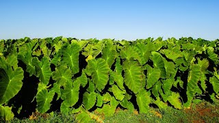 220 Sadzimy Kolokazję  colocasia esculenta [upl. by Norehc]