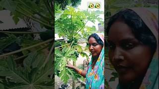 Papita majedar yaar Teri Bagiya mein short video movie song yaar 🥑🥑🥑 [upl. by Murielle]