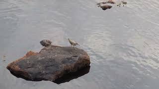 Common sandpiper or nonbreading immature spotted sandpiper at Ipswich Mills Dam [upl. by Rickart]