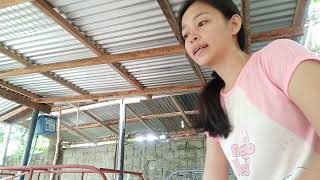 Magkano ang Gastos sa Piggery Farm Design for backyard farmingpigpigfarmvideo blessings [upl. by Engud]