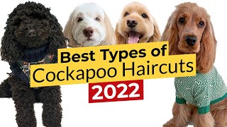 Best Types of Cockapoo Haircuts 🐶 Puppy Teddy Bear Cocker Spaniel Lamb Summer 🐶 [upl. by Blen]