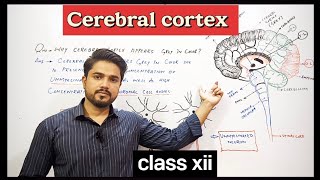 why Cerebral cortex appears grey in color  XII Biology [upl. by Cira]