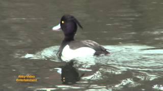 Reiherente  Fuligule morillon  Tufted Duck [upl. by Bendix]