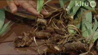 Dividing bearded irisTrisha Shirey Central Texas Gardener [upl. by Socin]