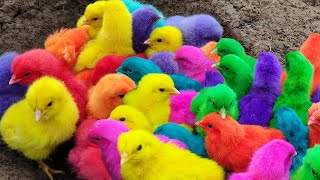 Menangkap ayam lucu ayam warna warni ayam rainbow bebek angsa ikan hias ikan cupang Kelinci [upl. by Marrissa]