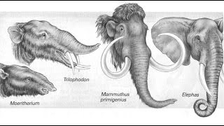 ¿CÓMO SE FORMAN NUEVAS ESPECIES POR EVOLUCIÓN BIOLÓGICA [upl. by Ikram]