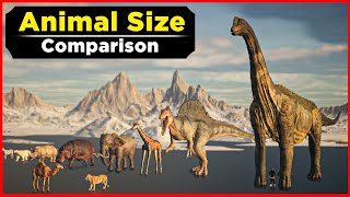 Animal Size Comparison  Different Animals Size Comparison  Data Slide [upl. by Bullis]