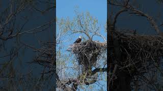 Bald Eagle Nests can get pretty big wildlife nature baldeagle [upl. by Kathlin]