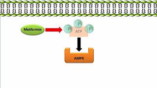 Metformin  Mechanism of Action [upl. by Clippard700]