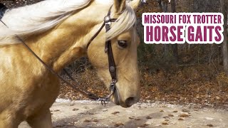 Free and Easy to get Missouri Fox Trotter in Chapter 2  Red Dead Redemption 2  RDR2 in 2021 Horse [upl. by Mariejeanne]