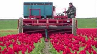 Tulpen koppen  topping tulips  Vido Fleur [upl. by Boice]