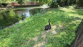 Australian geese at the Lehigh Valley Zoo [upl. by Odlavso]