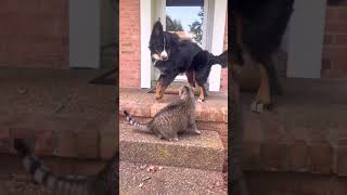 Bernese mountain dog puppy tries to play with grumpy cat shorts [upl. by Idnod]