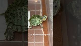 I rescued a turtle 🐢 turtle pets animals [upl. by Deys503]