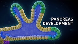 Early Pancreas Development in Embryos  Medical Animation [upl. by Ishmul]