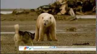 Brave Husky has stand off with Polar Bear [upl. by Hsekar380]