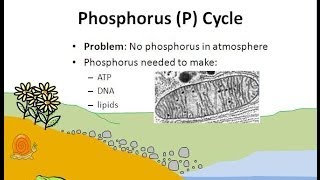 The Phosphorus Cycle [upl. by Waylon]