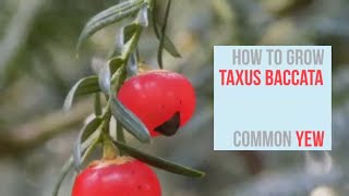 How to Grow Taxus baccata English Yew  Common Yew [upl. by Gee]