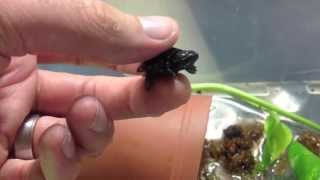 Worlds Smallest Turtle [upl. by Thilde]