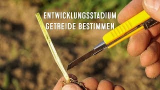 Das Entwicklungsstadium BBCH im Getreide zum Schossbeginn bestimmen  LG Seeds Deutschland [upl. by Assital]