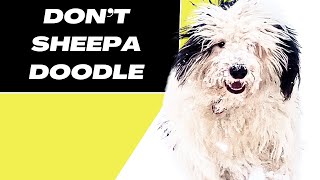 7 Reasons You SHOULD NOT Get a Sheepadoodle Dog [upl. by Sophronia541]