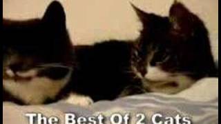 THE BEST OF the two talking cats [upl. by Audy]