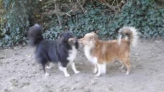 VDH Shelties vom Ponyhügel Action im Garten [upl. by Nwahc986]