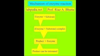 Enzymes in various diseases by labpedianet Prof Riaz A Bhutta Urdu Hindi [upl. by Nicodemus]