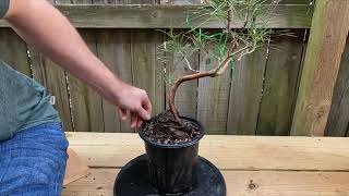 Massive changes to Loblolly Pine Bonsai  Root Over Rock Style [upl. by Dorthea]