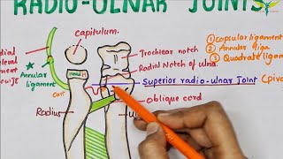 Radio Ulnar Joints  Anatomy  Upper limb [upl. by Andrea]