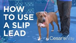 Stop Dogs Reactive Behavior On Leash [upl. by Ajay]