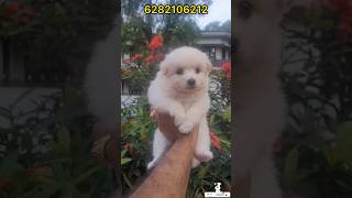 Pomeranian puppies sale  pom for sale  Spitz sale kerala  home delivery available  pom sale [upl. by Fuld]