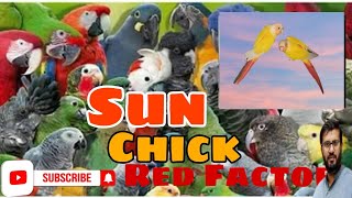 What is red factor Lovebirds Difference between Red Factor lovebirds and other Parrots  Viral [upl. by Other]