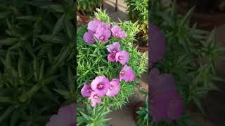 Clarkia amoenaFarewell to springOr Godetia flowershort [upl. by Donni]