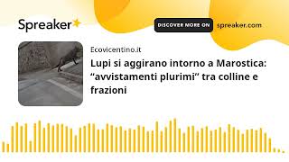 Lupi si aggirano intorno a Marostica “avvistamenti plurimi” tra colline e frazioni [upl. by Aneram471]