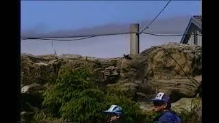 Puffins at Newport Oregon Aquarium [upl. by Moht]