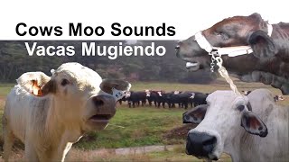 🐄 🐮 Cow Sound Effect 🔊  Lowing Mooing Moo 🗣️  Sonido  Mugido de Vaca Vacas Mugiendo Muu 🎤 [upl. by Nudnarb]