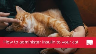 How to administer insulin to your cat [upl. by Amado]