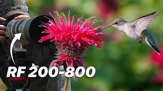 Can the Canon RF 200800 Keep Up with Hummingbirds [upl. by Thagard]