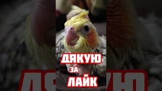 ДЯКУЮ  shorts cockatiel parrot parrots parrotvideo corellaparrot папуга папуги [upl. by Nafri]