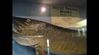 World Record Muskie [upl. by Anait]