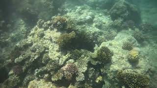 Snorkeling at Pickalbatros Citadel Resort Egipt Hurghada coral reef [upl. by Einitsed]