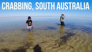 Catching Blue Swimmer Crabs at Thompson Beach South Australia [upl. by Hansen]