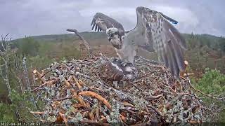 RSPB Loch Garten Live osprey nest cam  2022430 [upl. by Ddahc]