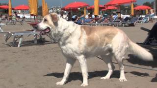 Bibione  La spiaggia di pluto [upl. by Outlaw277]