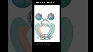 Visual pathway easy understanding eyecareoptom5506 eye visualpathway opticnerve short [upl. by Buzz]