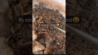 ✅மண்புழு உருவாகும் முறை earthworm formation in plant potting mixture [upl. by Aikemat]