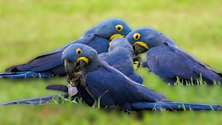 Hyacinth Macaws eating together in Pantanal Anodorhynchus hyacinthinus [upl. by Nere474]