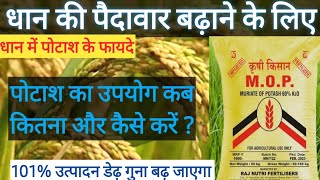 धान में पोटाश के फायदे पोटाश का उपयोग कब कितना और कैसे करेंpotash use in paddypotash fertilizer [upl. by Nomae]